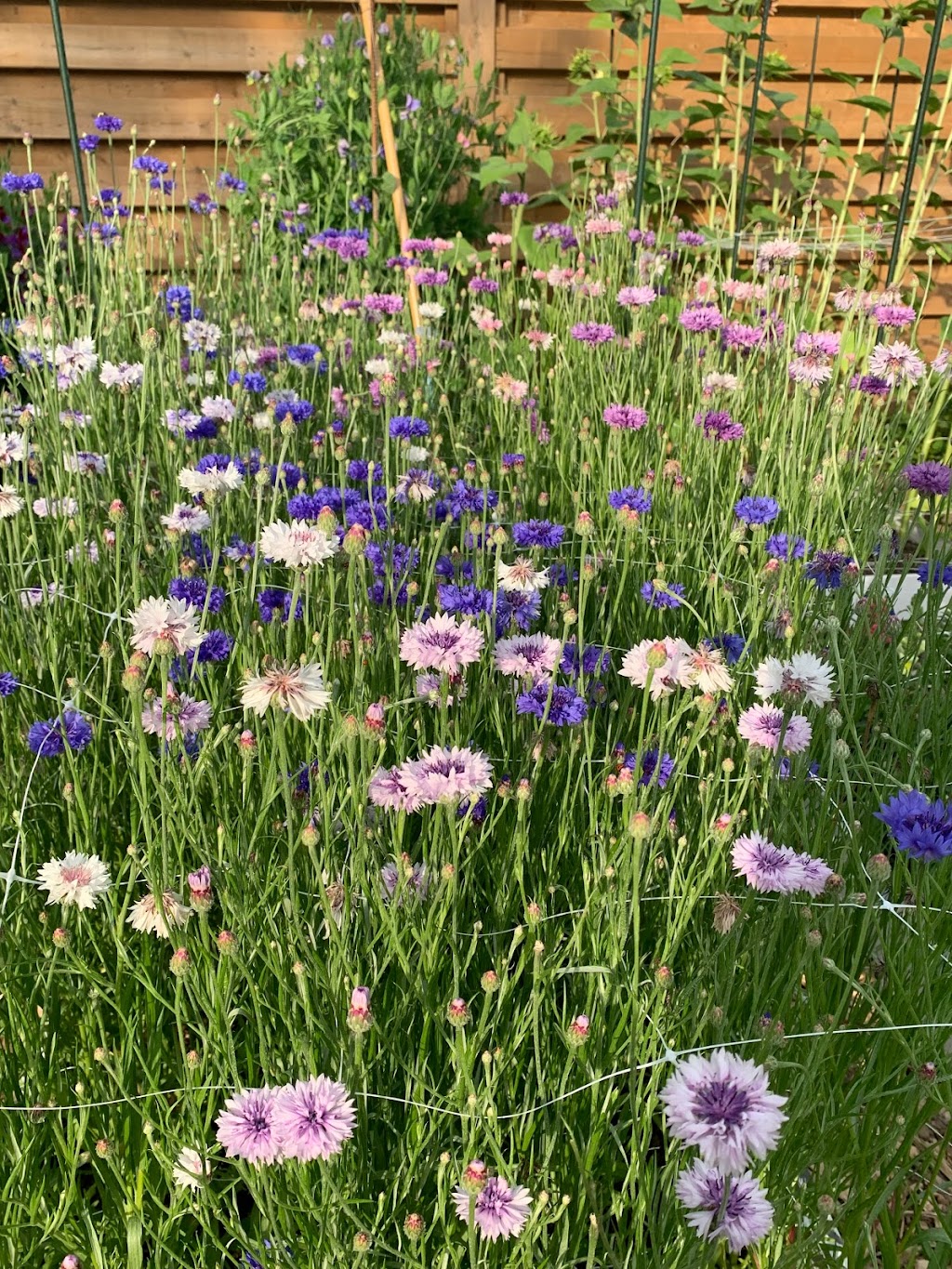 Bluewater Flower Farm | 39 Blue Water Pkwy, Selkirk, ON N0A 1P0, Canada | Phone: (905) 818-9121