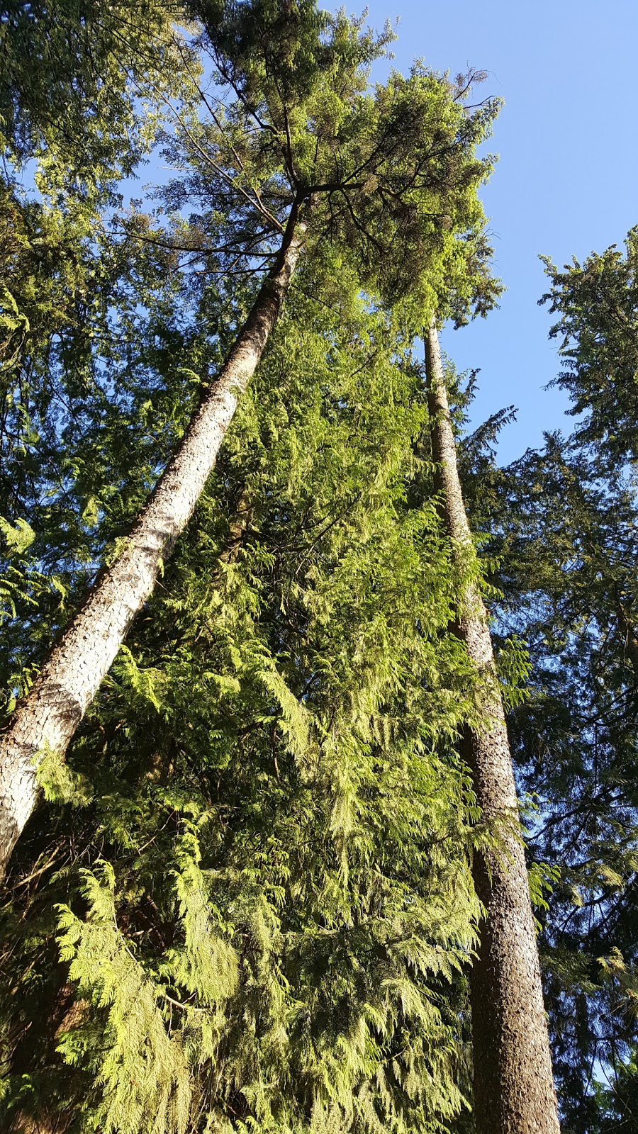 Fletcher Park | 12260 Fletcher St, Maple Ridge, BC V2X 6L4, Canada