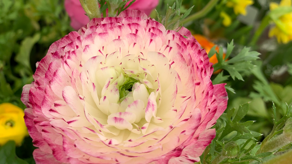 Glasshouse Nursery & Garden Centre | 56 Creek Rd, Chatham-Kent, ON N7M 0L2, Canada | Phone: (519) 352-1127