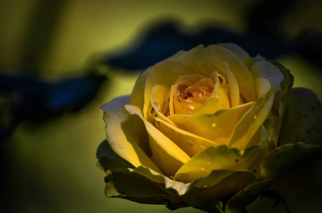 Penticton Rose Garden | 85 Riverside Dr, Naramata, BC V0H 1N0, Canada | Phone: (250) 490-2554