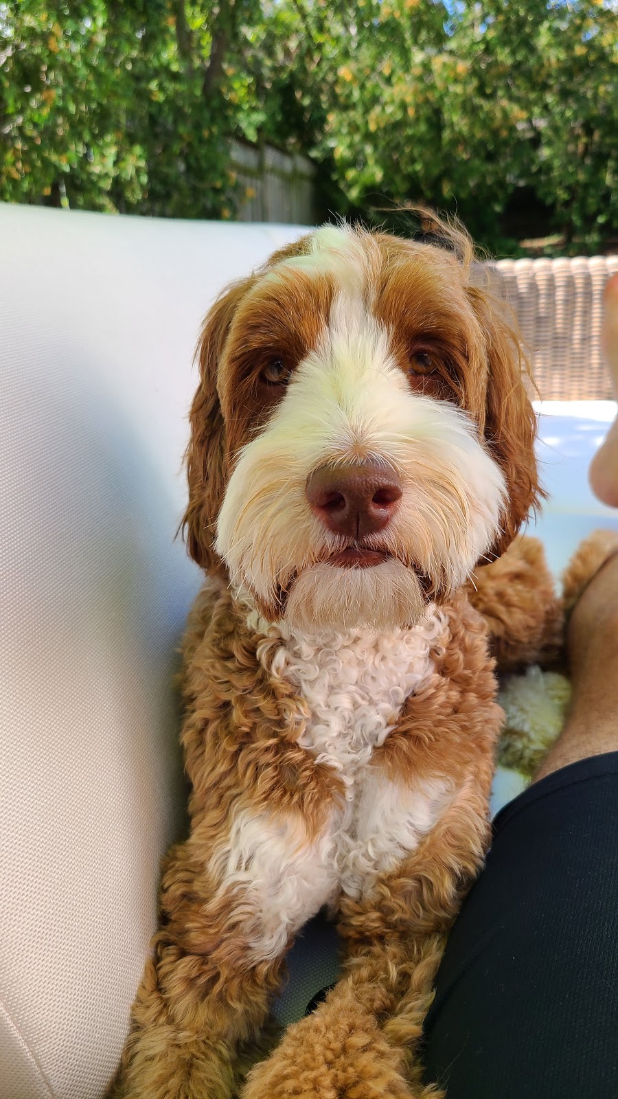 Poochie Spaw | 116 Lakeshore Rd W, Oakville, ON L6K 1E3, Canada | Phone: (905) 337-0832