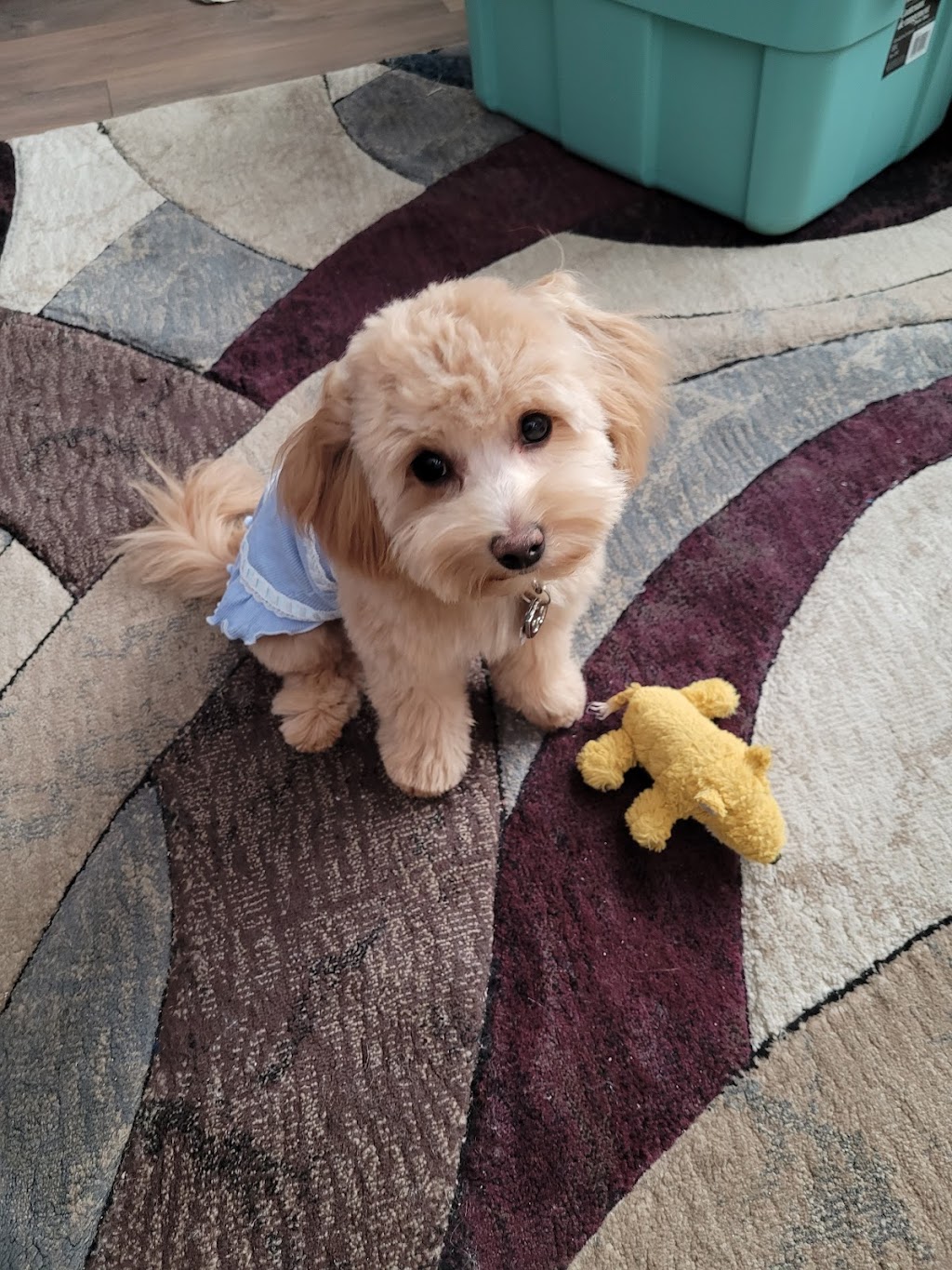Creekside Pet Boarding & Daycare | 4115 170 St SW, Edmonton, AB T6Y 0C8, Canada | Phone: (587) 879-2879