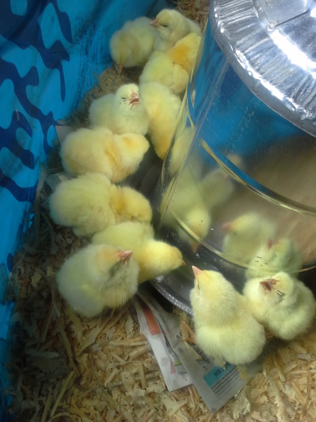 Forefathers Farm | 205 Buttermilk Hill Rd, Perth, ON K7H 3C3, Canada | Phone: (613) 227-6804