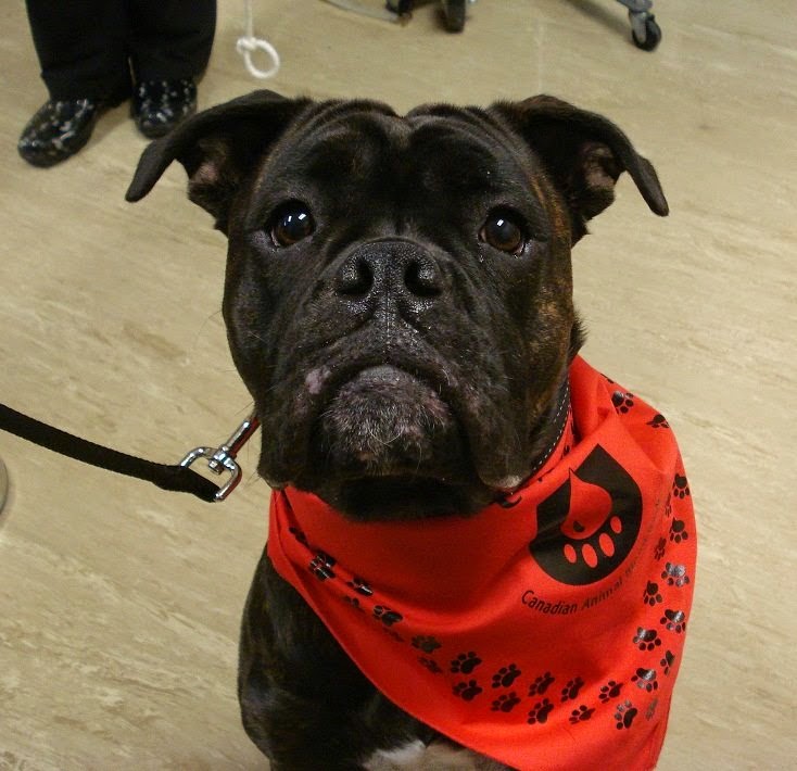 Canadian Animal Blood Bank | 2055 Notre Dame Ave, Winnipeg, MB R3H 0J9, Canada | Phone: (204) 632-2586