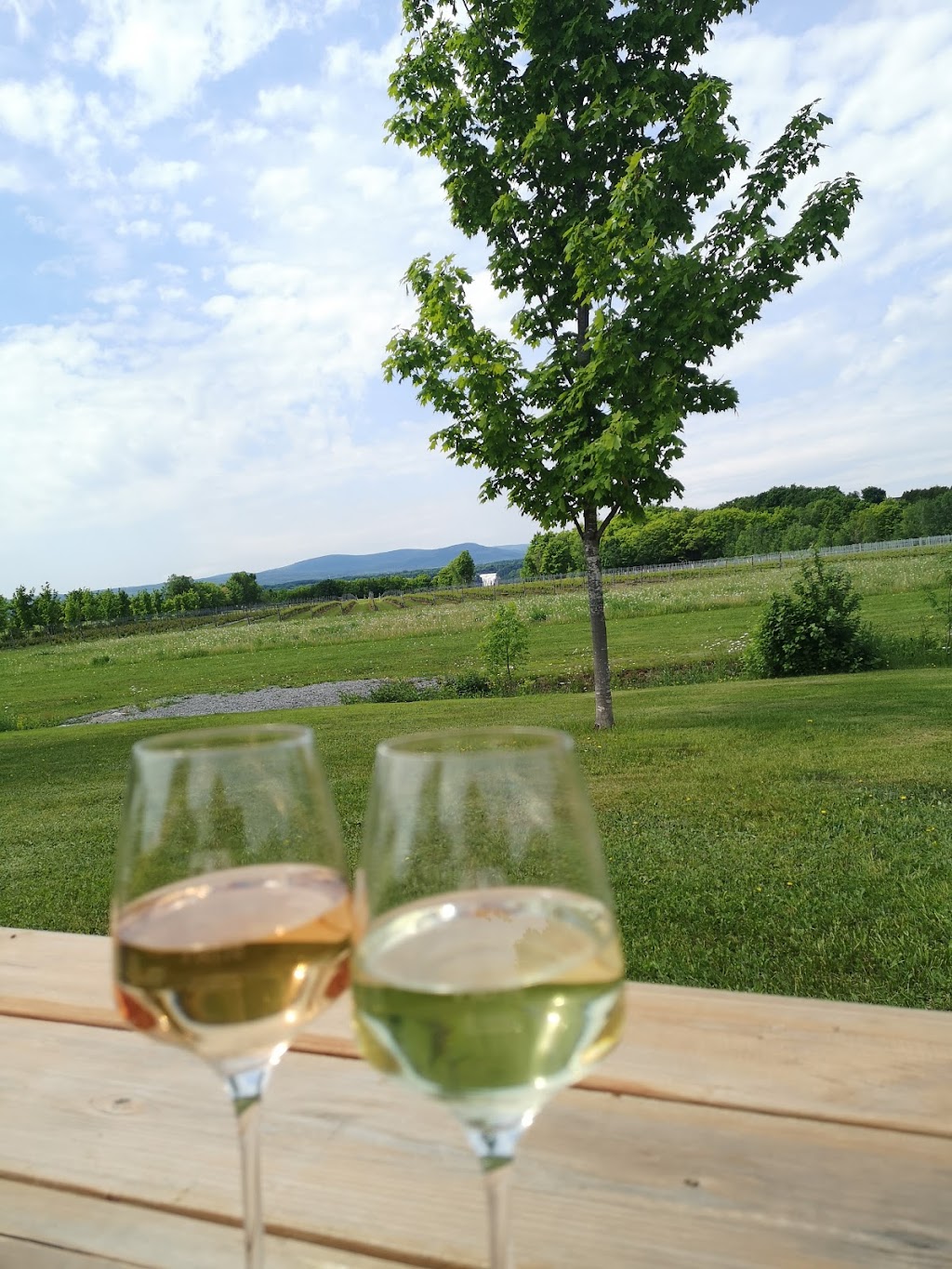 Saint Pierre Le Vignoble | 1007 Chem. Royal, Saint-Pierre, QC G0A 4E0, Canada | Phone: (418) 991-1007