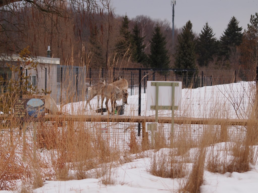 European Reindeer Exhibit | 2000 Meadowvale Rd, Scarborough, ON M1B 5K7, Canada | Phone: (416) 392-5900
