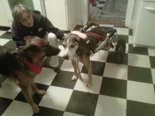 C4P Special Needs Pet Boarding | 63 Victoria St, Aurora, ON L4G 1R3, Canada | Phone: (905) 726-2011