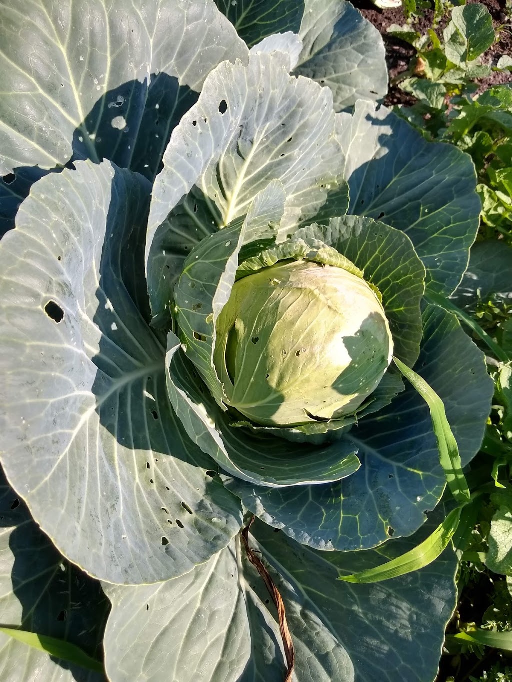 Mary Street Community Garden | 5G9, 1100 Mary St N, Oshawa, ON L1G 5G9, Canada | Phone: (905) 436-3311