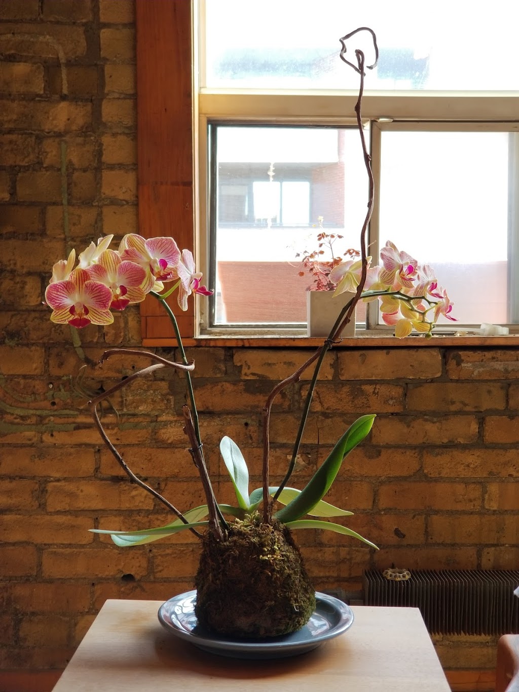 MIKA | 1593 Dundas St W, Toronto, ON M6K 1T9, Canada | Phone: (416) 885-2103