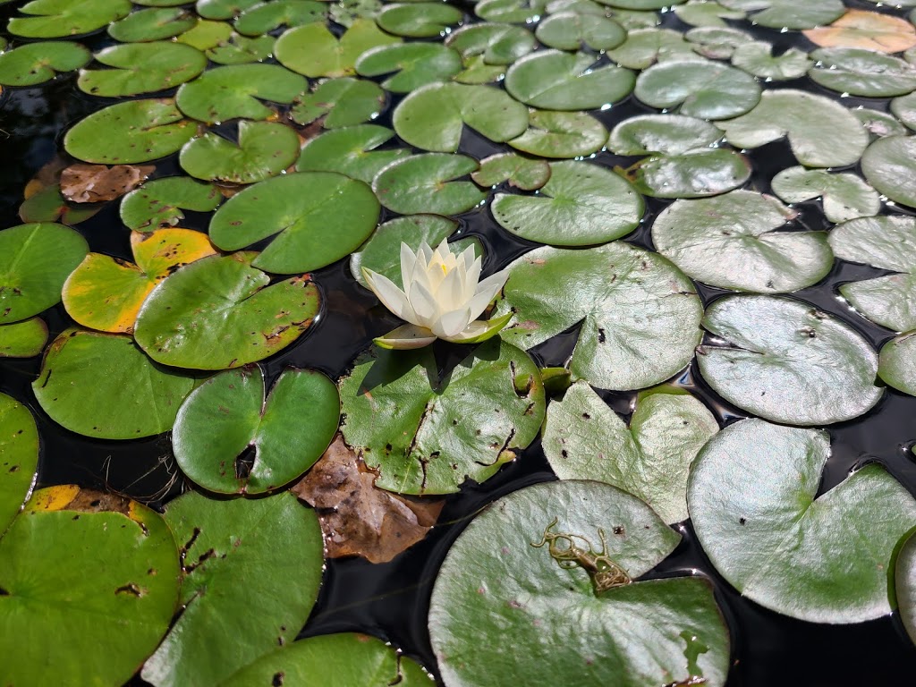 Spring Lake Resort Motel and Restaurant | 2893 ON-60, Dwight, ON P0A 1H0, Canada | Phone: (705) 635-9995