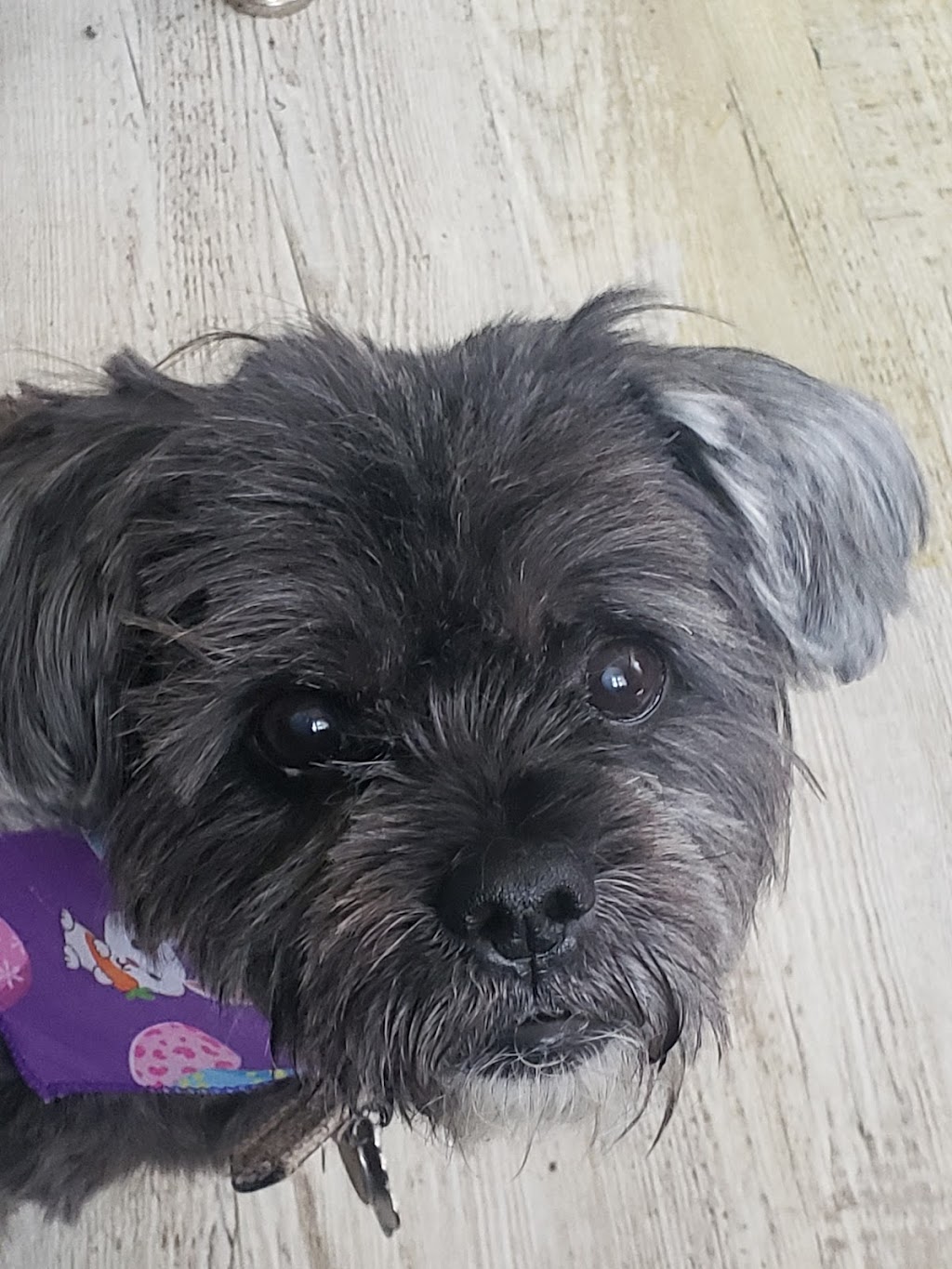 Ruff Cuts Dog Grooming | 110 Queen St, Lindsay, ON K9V 1G8, Canada | Phone: (705) 328-0530