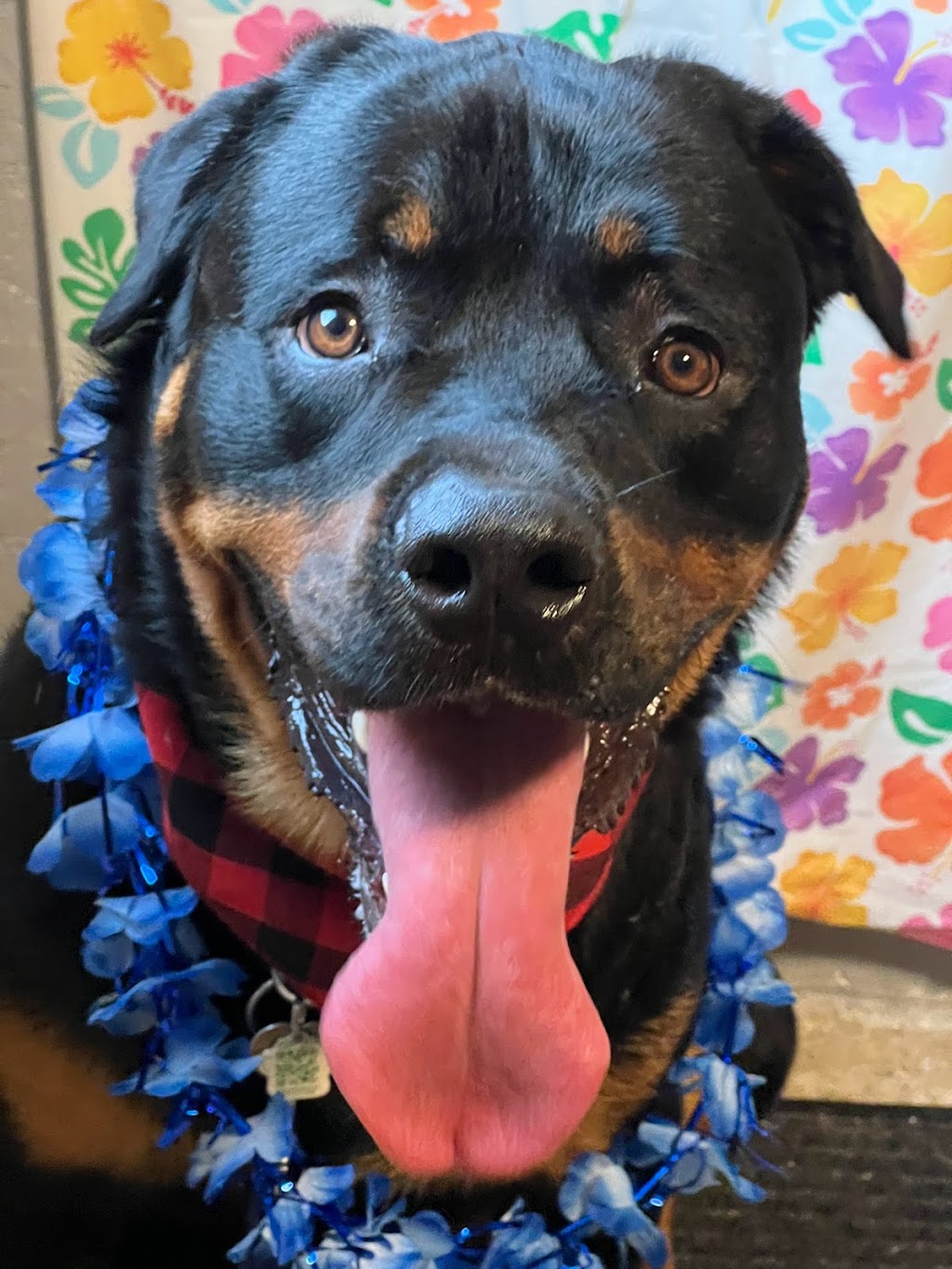 Scruffy Dooz Dog Grooming | 3 Hesham Dr, Whitby, ON L1M 2J9, Canada | Phone: (416) 799-8500