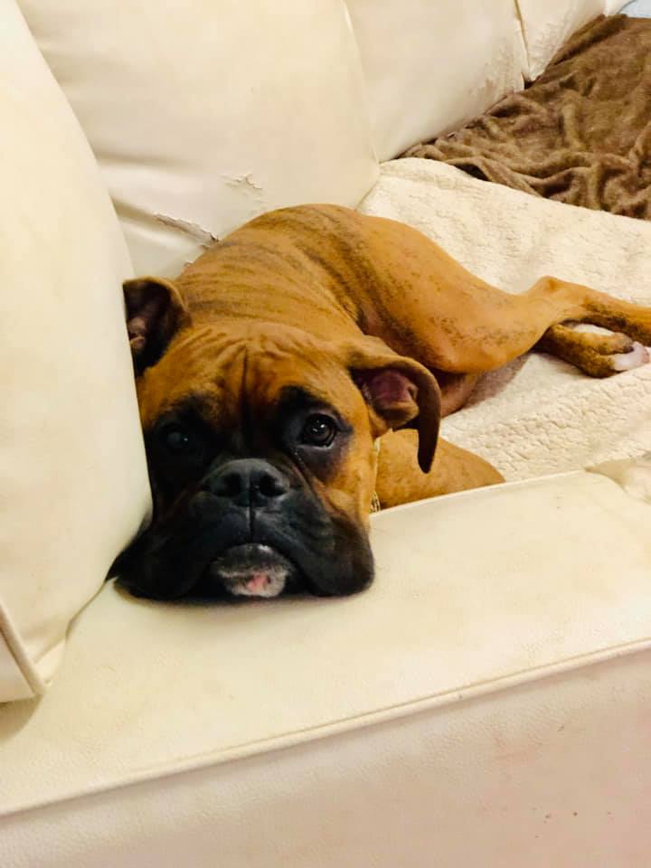 Sticks n Bones Dog Daycare, Boarding and Training | 2543 Innisfil Beach Rd, Innisfil, ON L9S 4C1, Canada | Phone: (705) 436-4545