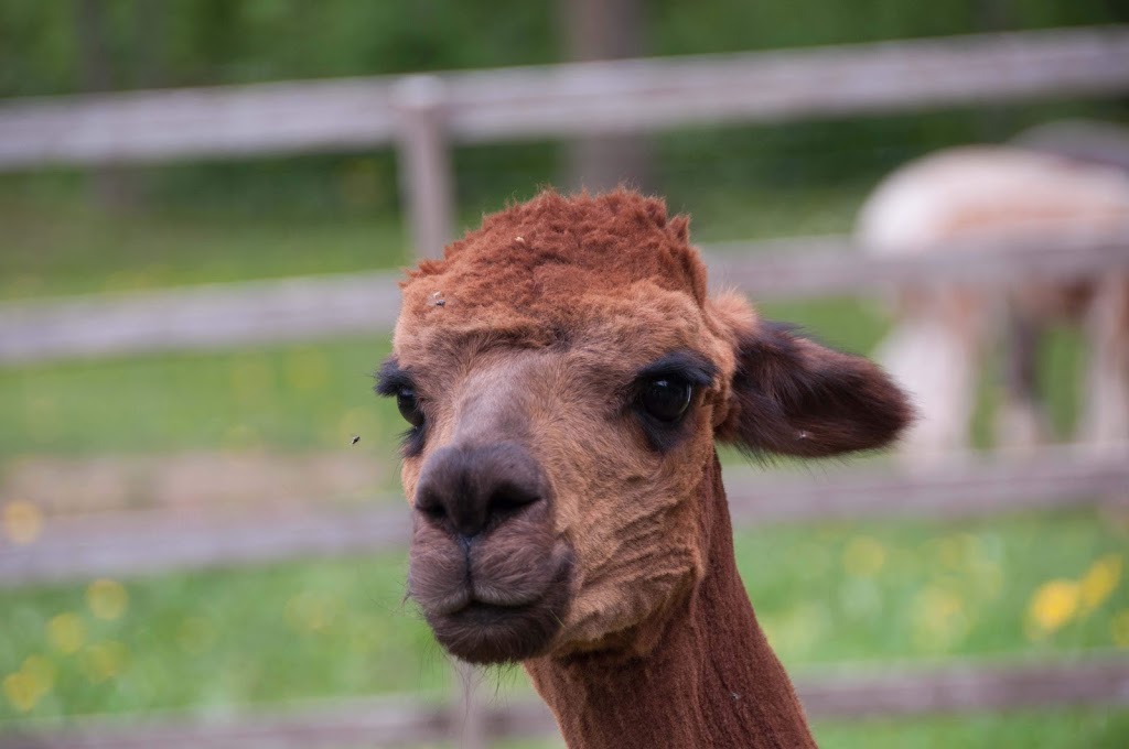 Pootcorners Alpacas | 9455 Road 146, Palmerston, ON N0G 2P0, Canada | Phone: (519) 343-3745