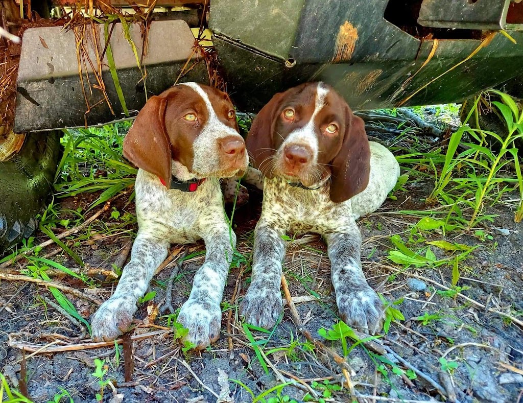 SevenStars German Shorthaired Pointers | 9675 Hwy 33 Suite 201, Bath, ON K0H 1G0, Canada | Phone: (343) 477-0143