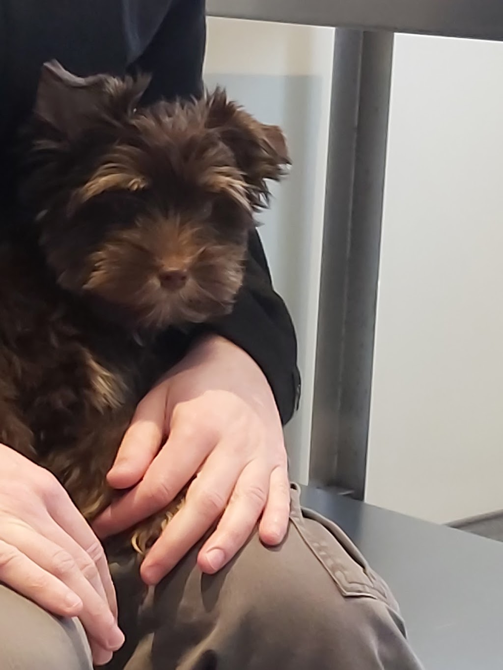 Thornbury Veterinary Hospital | Box 935, 75 King St E, Thornbury, ON N0H 2P0, Canada | Phone: (519) 599-1245