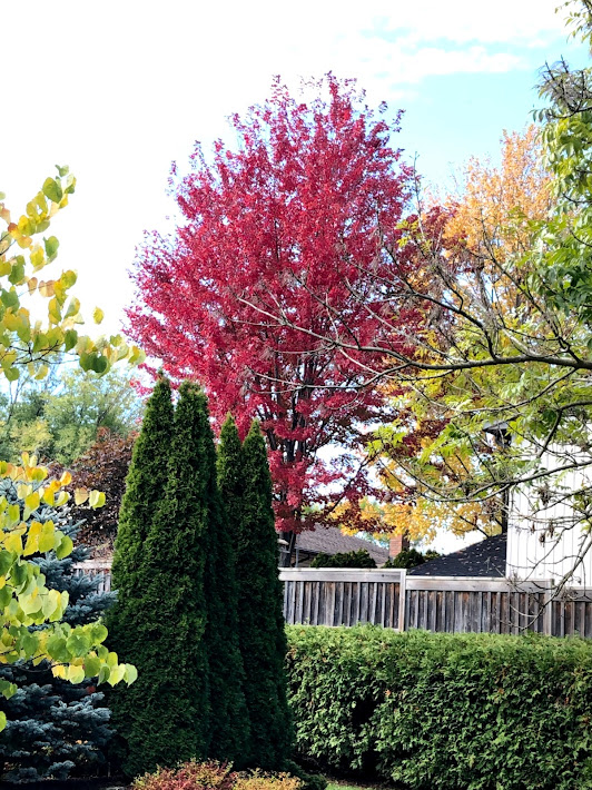 Capella Tree Service | 3 Avra Ct, Guelph, ON N1H 7B2, Canada | Phone: (519) 830-6634