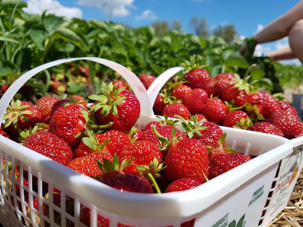 Proulx Sugar Bush & Berry Farm | 1865 OToole Rd, Cumberland, ON K4C 1N2, Canada | Phone: (613) 833-2417