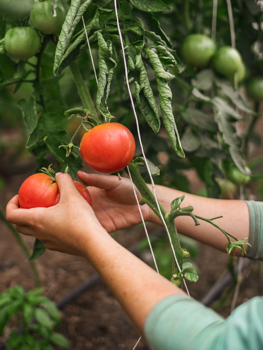 Mingle Hill Farms | 2625 Mountain Rd, Saint Anns, ON L0R 1Y0, Canada | Phone: (905) 745-4254