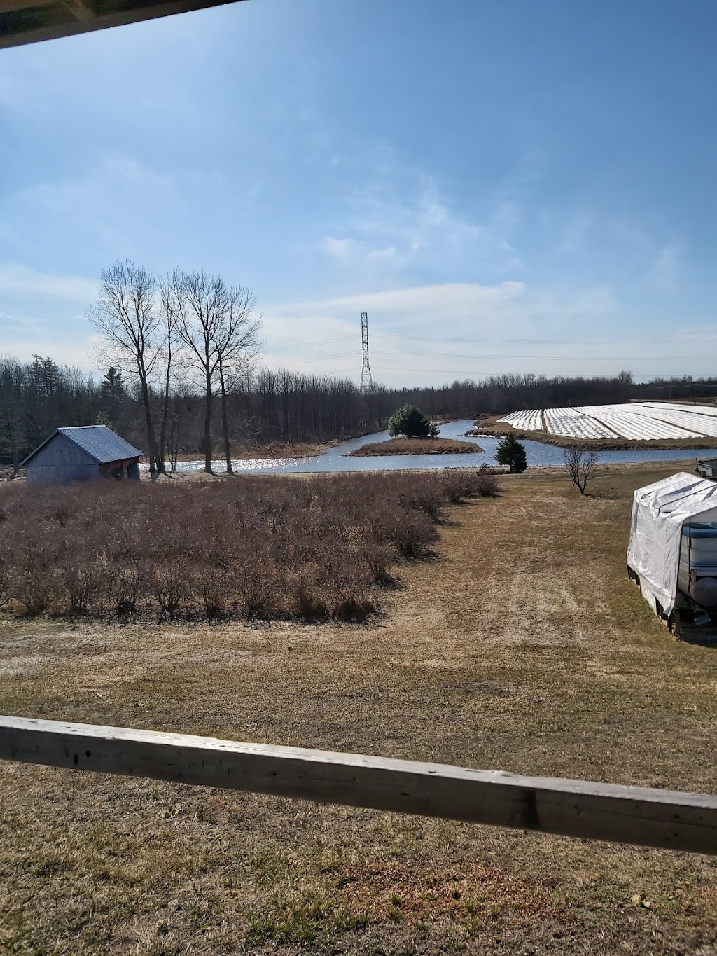 Bleuetière Royale | 511 Rang Brûlé, Saint-Thomas, QC J0K 3L0, Canada | Phone: (450) 756-6569