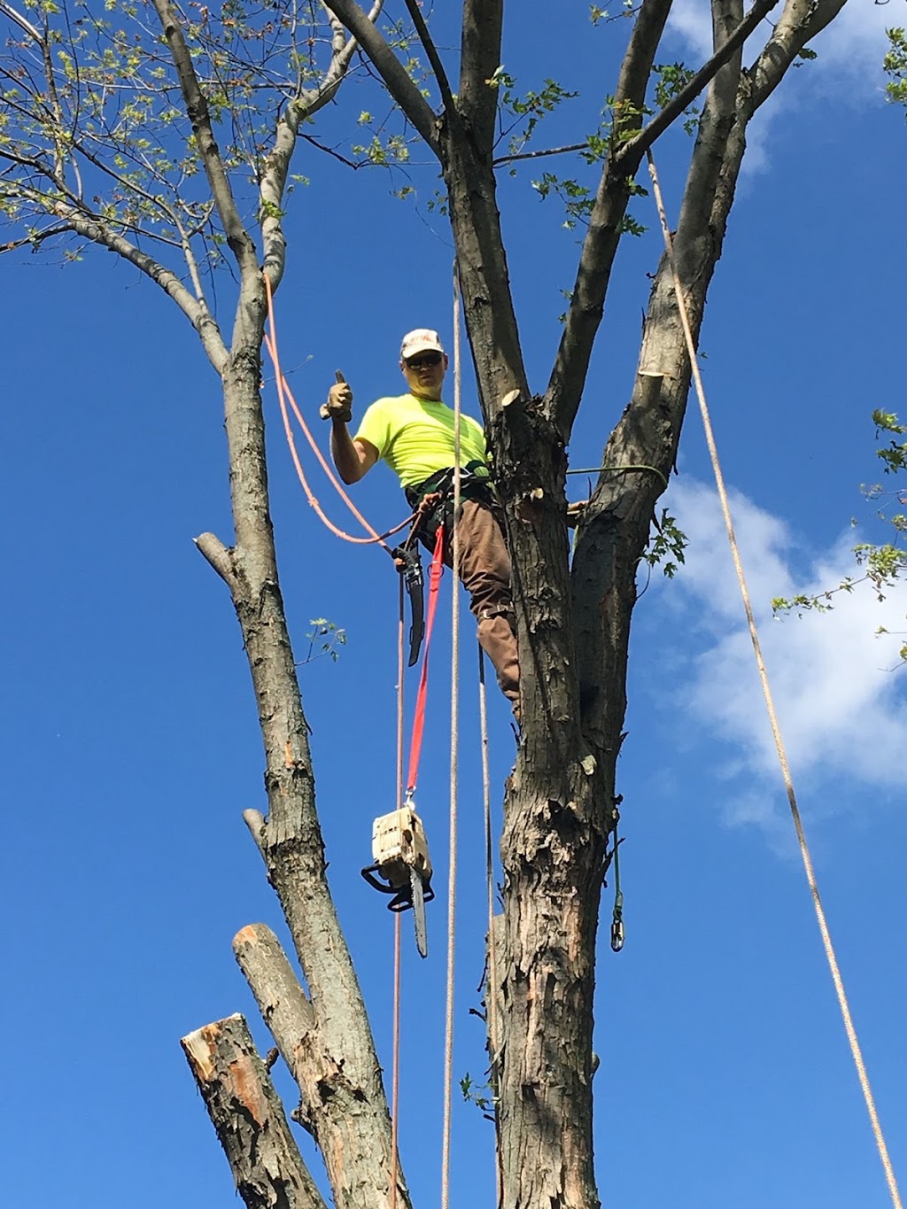Cross Bros Tree Service Ltd | 59 Canadian Oaks Dr, Whitby, ON L1N 6W9, Canada | Phone: (905) 725-5415