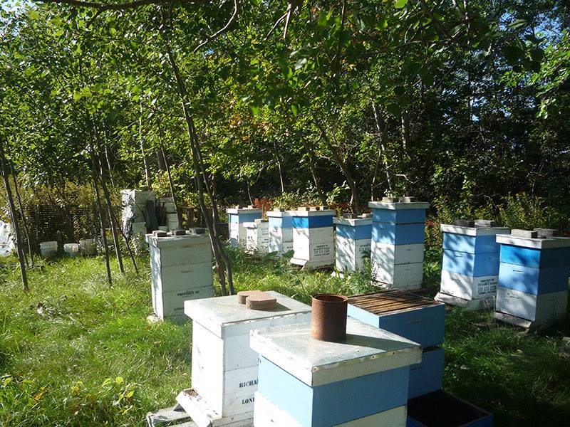Meadowlily Farm & Bee Rescue | 25 Meadowlily Rd S, London, ON N6M 1C3, Canada | Phone: (519) 520-0424