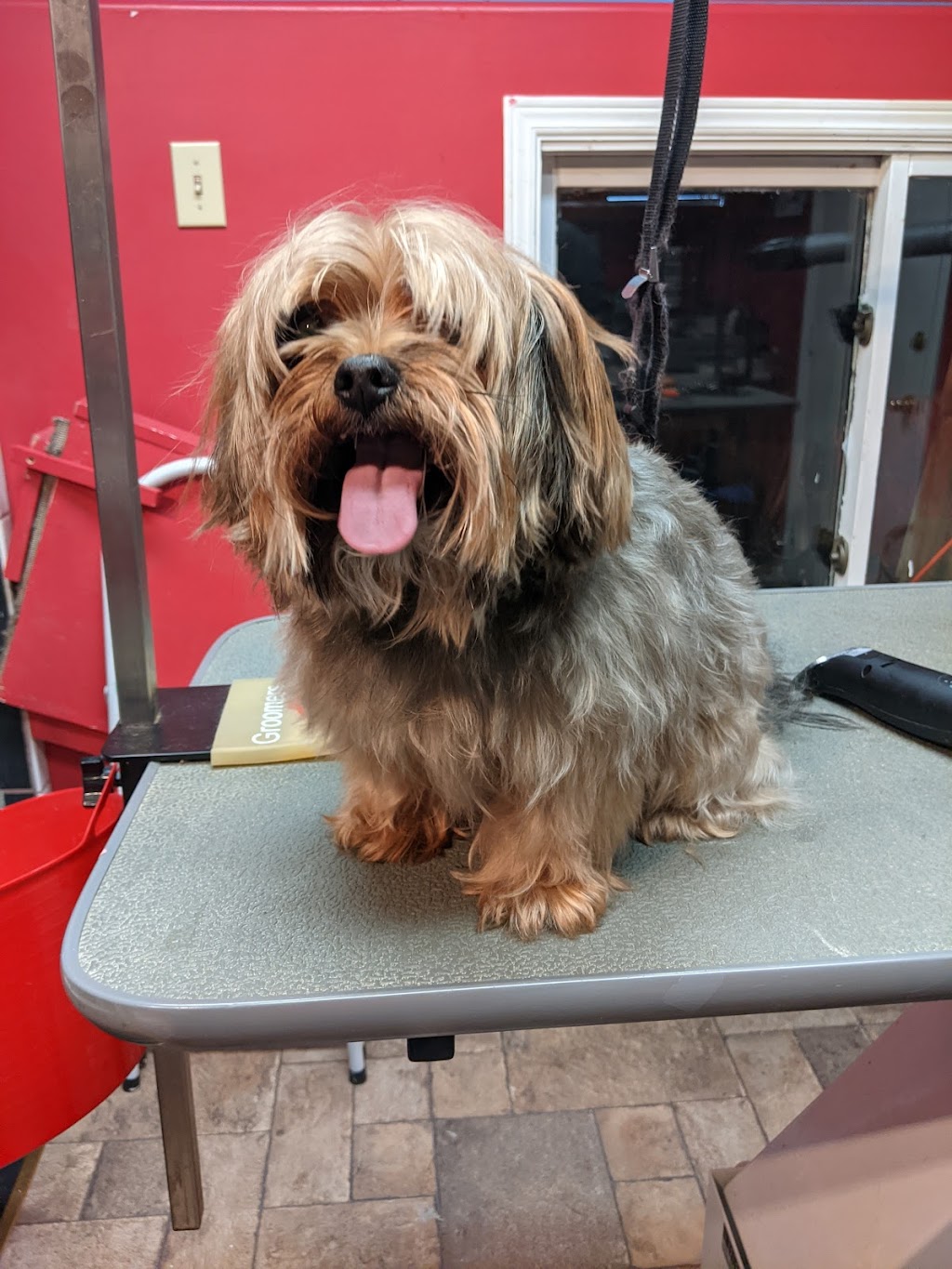 Shaggy Doos | 29 Laurie Crescent, Barrie, ON L4M 6C7, Canada | Phone: (705) 220-3667