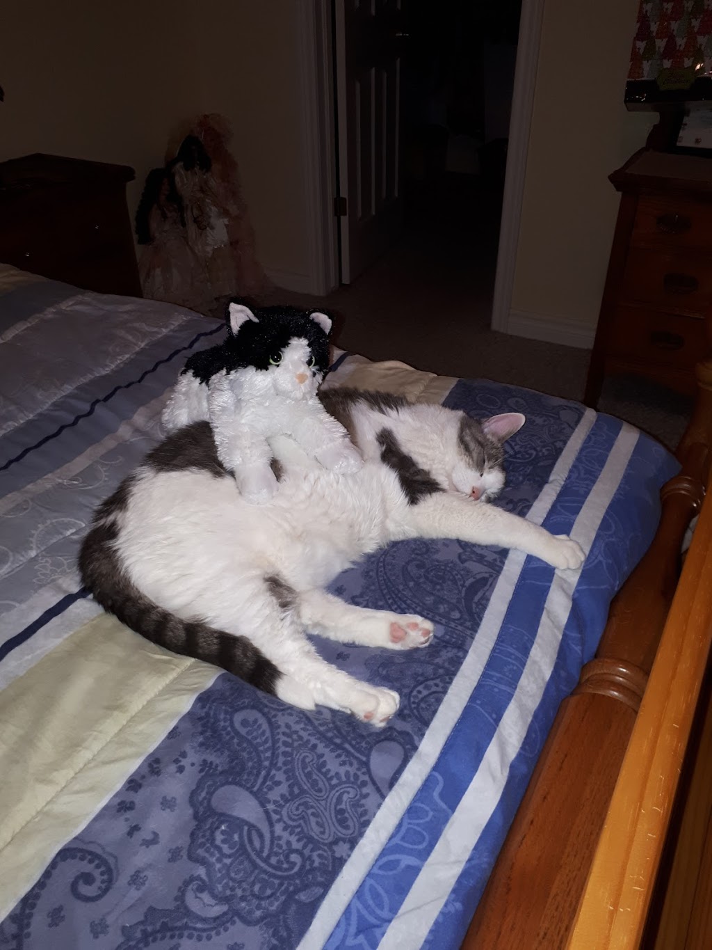 Ruffins Pet Centre- Smithville | 249 St Catharines St, Smithville, ON L0R 2A0, Canada | Phone: (905) 957-6373
