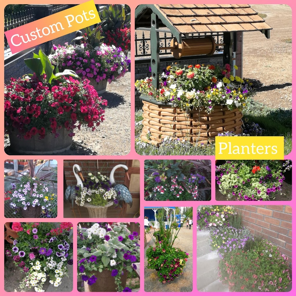 Shaughnessy Greenhouse | 5 St, Shaughnessy, AB T0K 2A0, Canada | Phone: (403) 381-4791