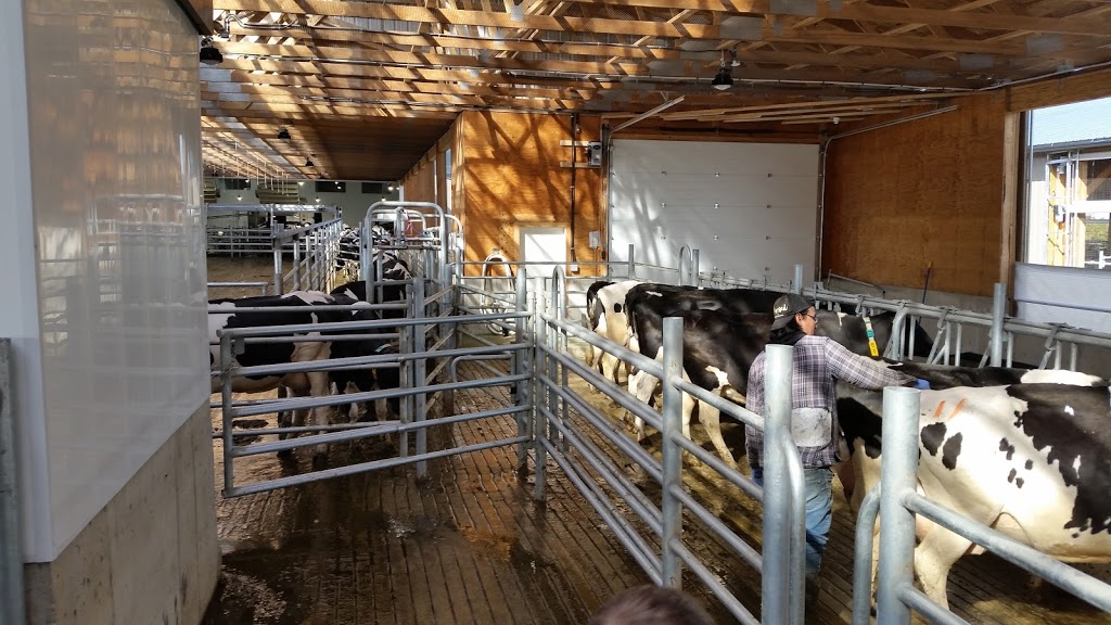 Dykman Cattle Co | 35700 Vye Rd, Abbotsford, BC V3G 1Z5, Canada | Phone: (604) 746-6646