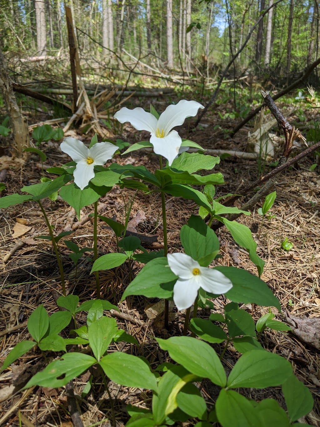 Beagle Club Trailhead, Northumberland County Forest | Beagle Club Rd, Harwood, ON K0K 2H0, Canada | Phone: (905) 372-3329