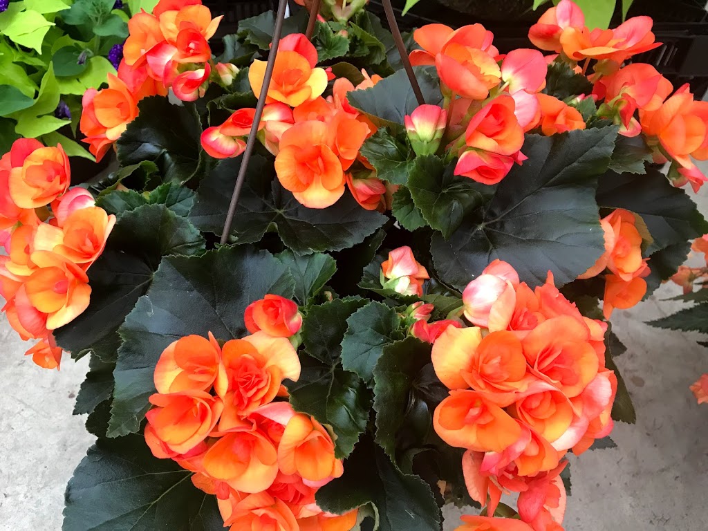 Antonio Bajar Greenhouses | 18545 Keele St, King, ON L3Y 4V9, Canada | Phone: (905) 775-2773