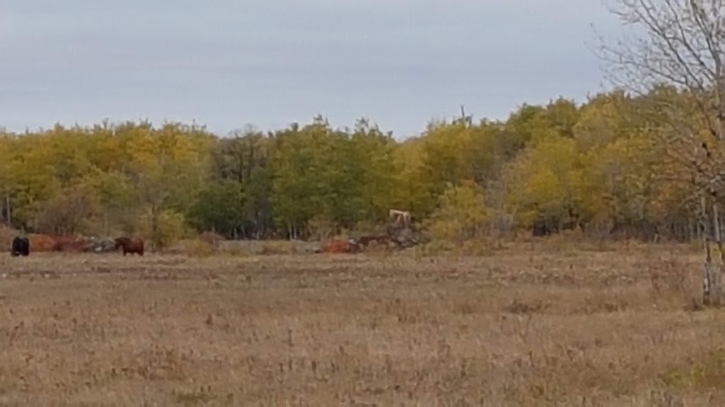 The Barefoot Ranch | 9108 E Rd 98N, Teulon, MB R0C 3B0, Canada | Phone: (204) 801-6833