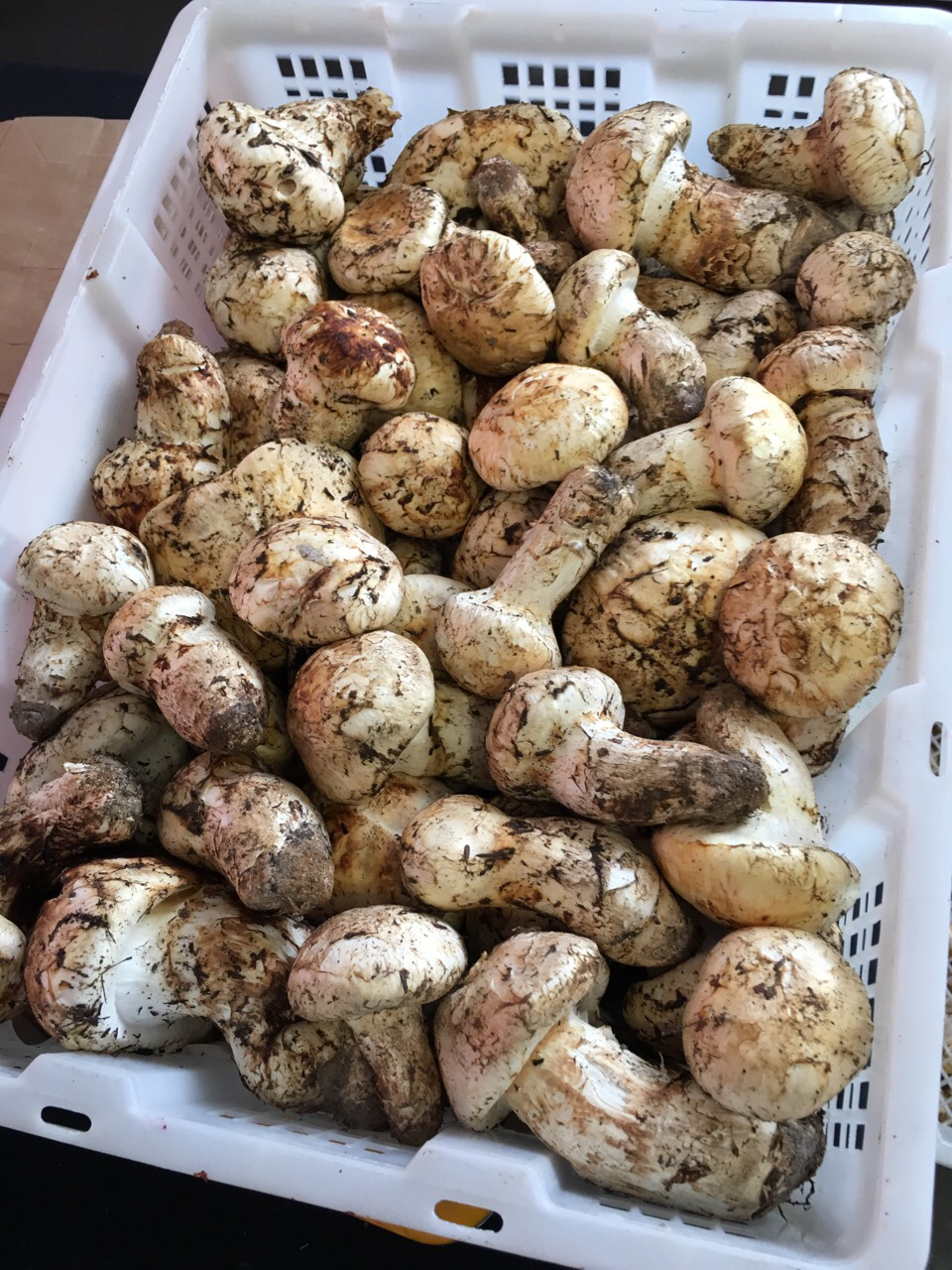 Pacific Rim Mushrooms | 12791 Blundell Rd, Richmond, BC V6Y 1B4, Canada | Phone: (778) 847-1666