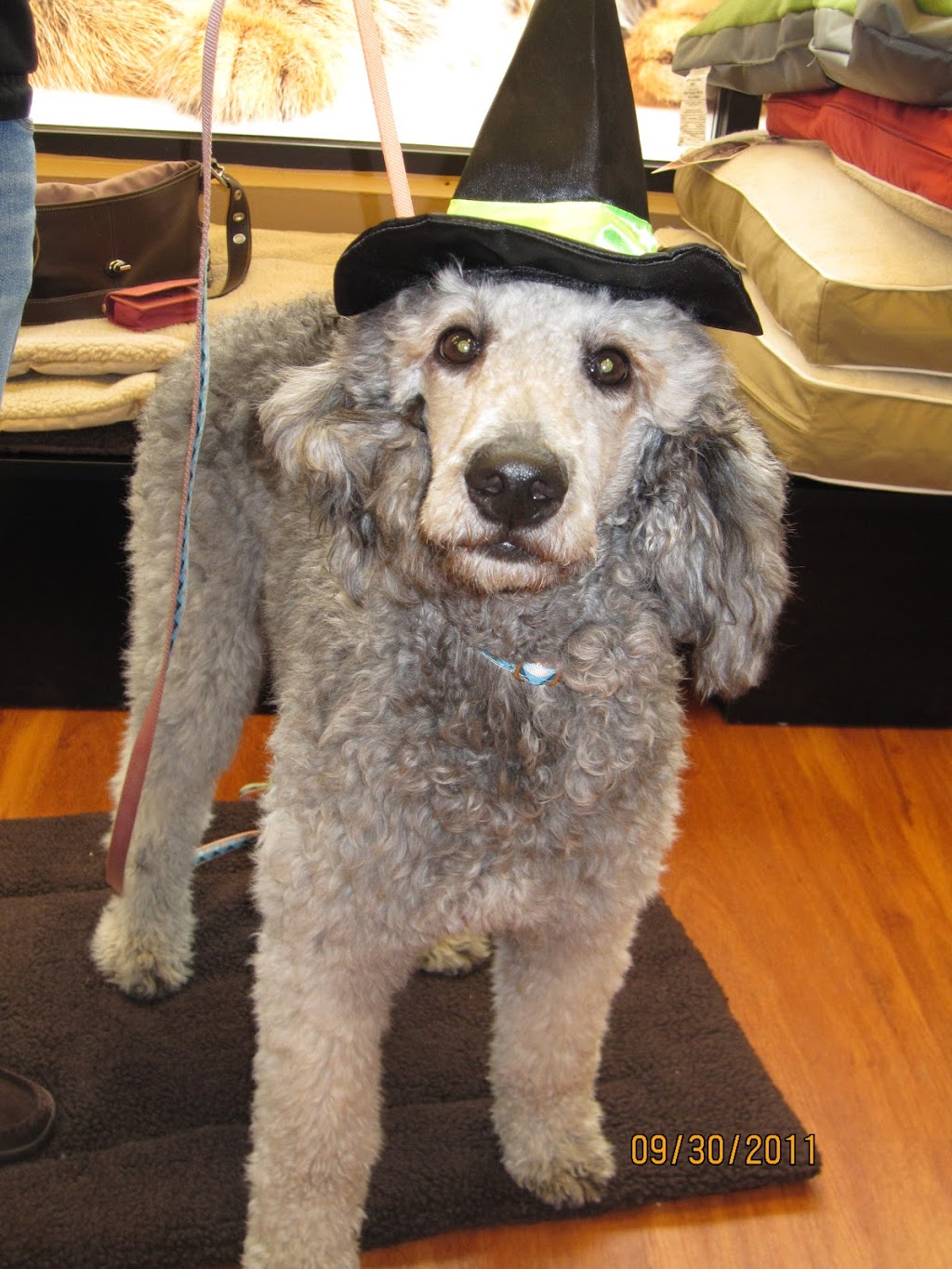STRESS FREE DOG GROOMING IN MY HOME | 3270 Evadere Ave, Ridgeway, ON L0S 1N0, Canada | Phone: (905) 894-9363