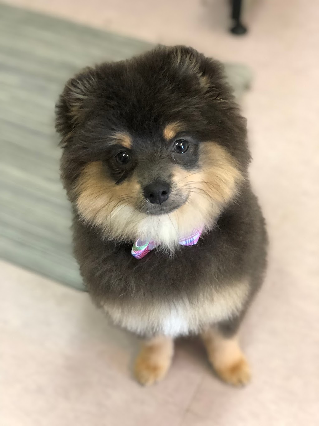 Canine Design | 59053 Gratiot Ave, New Haven, MI 48048, USA | Phone: (586) 453-8531