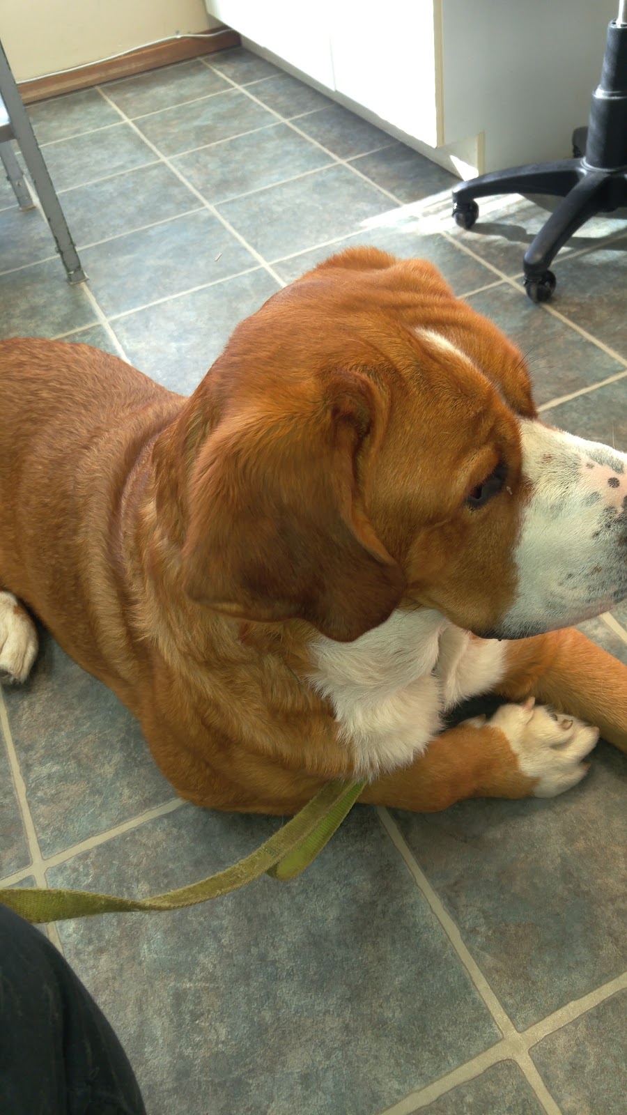 Sooke Veterinary Hospital | 6520 Sooke Rd, Sooke, BC V9Z 0G8, Canada | Phone: (250) 642-4413