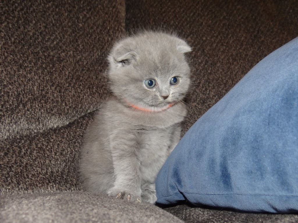 Breeder Smartcats Canada | Code Cres, Carleton Place, ON K7C 0A4, Canada | Phone: (819) 665-2604