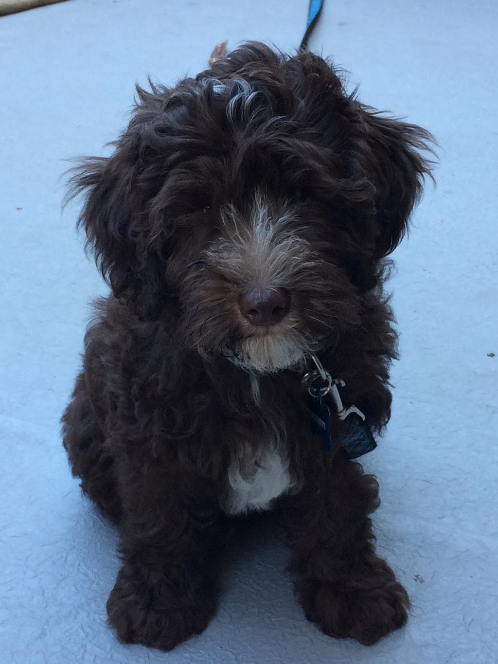 Bowen Veterinary Services | 573 Prometheus Pl, Bowen Island, BC V0N 1G0, Canada | Phone: (604) 947-9247