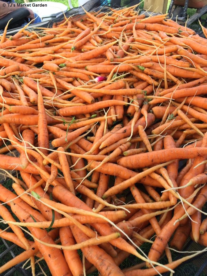 TJs Market Garden Inc. | 41259 Rge Rd 163, Forestburg, AB T0B 1N0, Canada | Phone: (780) 385-5450
