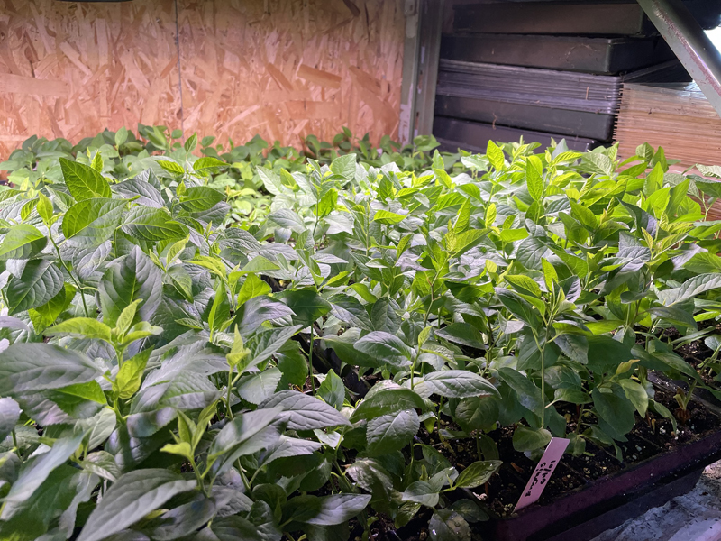 Recolte Sauvage (sur rendez-vous seulement) | 1339 Chem. de Lanaudière, Saint-Didace, QC J0K 2G0, Canada | Phone: (514) 882-3306