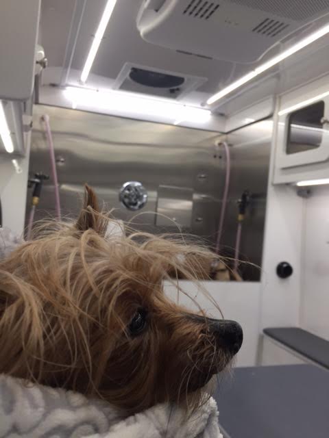 The Dshaggin Waggin Mobile Pet Groomer | 100 Aldersmith Pl A6, Victoria, BC V9A 7M8, Canada | Phone: (250) 590-8121