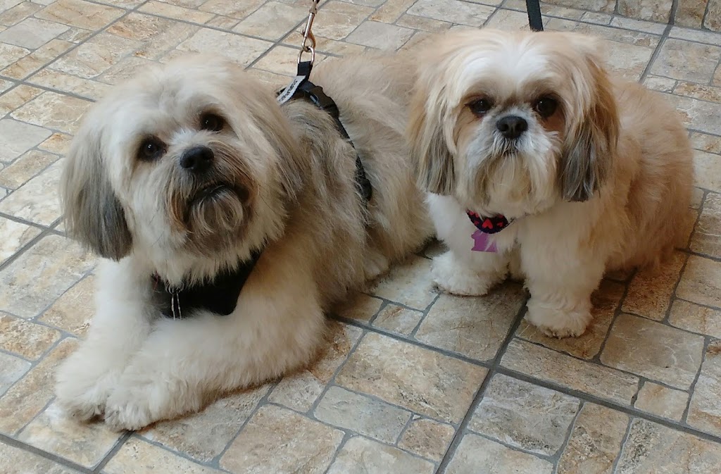 Boutique Golden Paws | 4830 Rue René-Émard, Pierrefonds, QC H9A 2Y1, Canada | Phone: (514) 620-1158