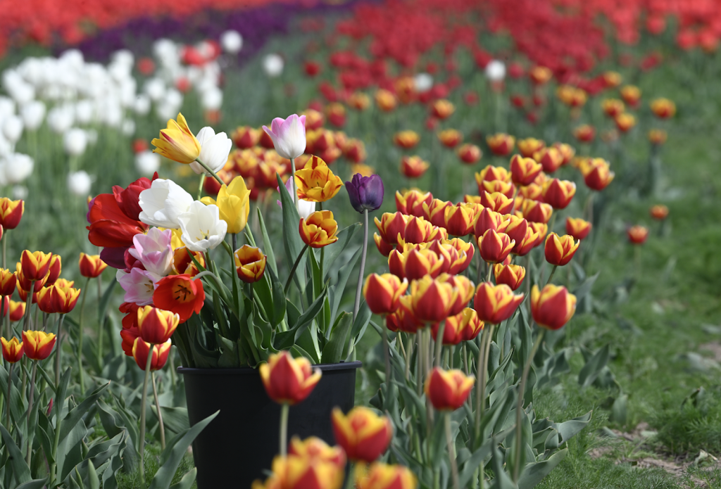 Tulipes.ca | 1201 Chem. du Général Vanier, Boucherville, QC J4B 5E4, Canada | Phone: (833) 885-4737