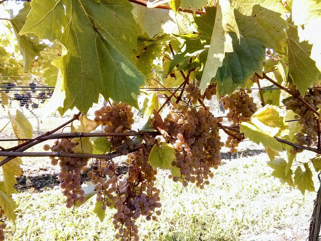 Prince Edward County Custom Wine Tours | 3 Sunshine Ln, Trenton, ON K6V 6X3, Canada | Phone: (343) 333-0740