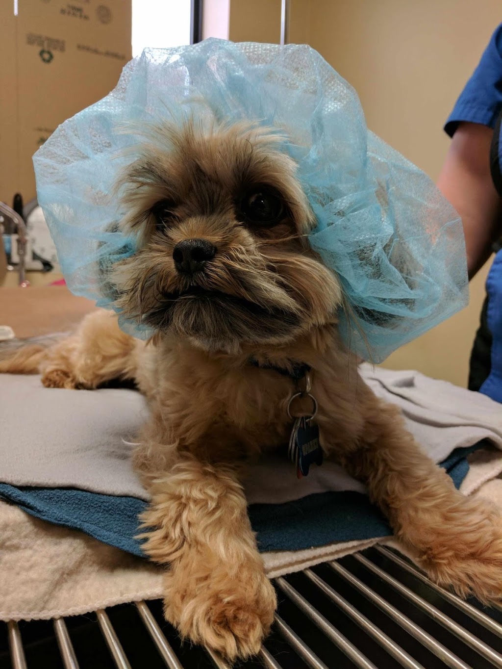 VCA Canada Eastside Animal Hospital | 111 Hamilton Regional Rd 8, Stoney Creek, ON L8G 1C1, Canada | Phone: (905) 662-6719