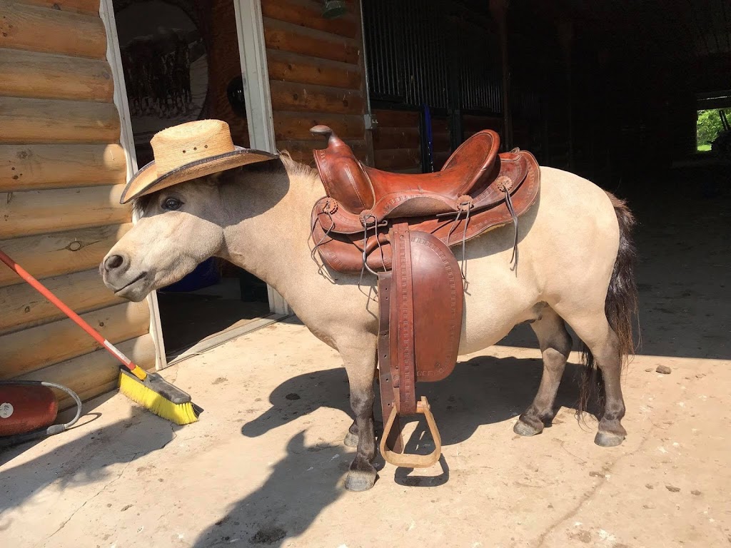 A Horse Named Pilot | 2375 Coomer Rd, Burt, NY 14028, USA