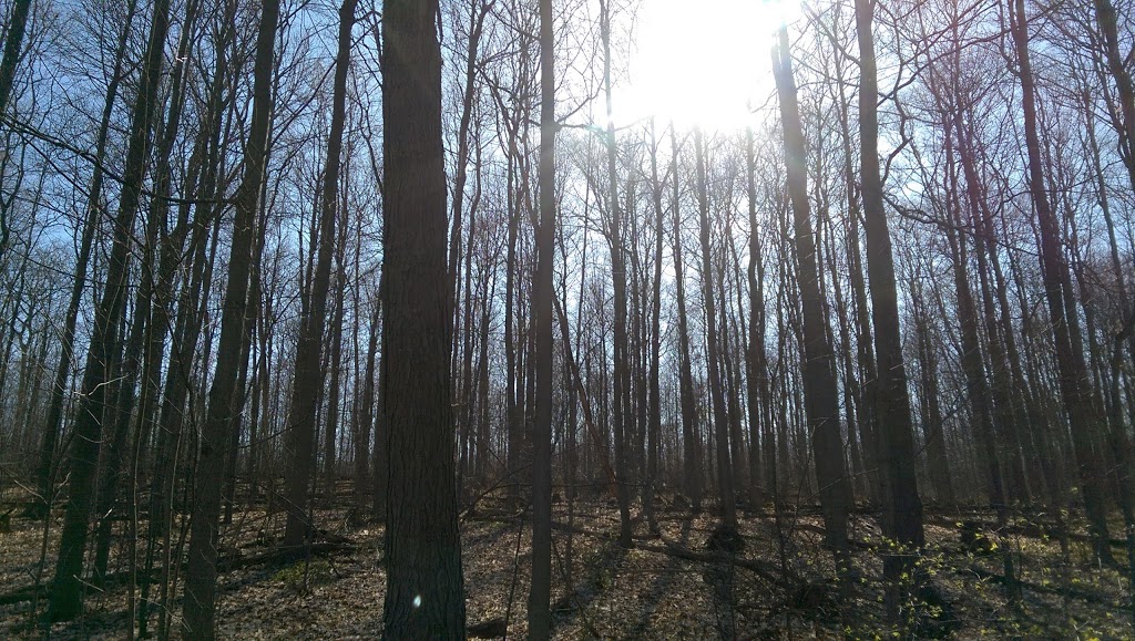 Iroquois Shoreline Woods Park | 2047 Grosvenor St, Oakville, ON L6H 5A2, Canada