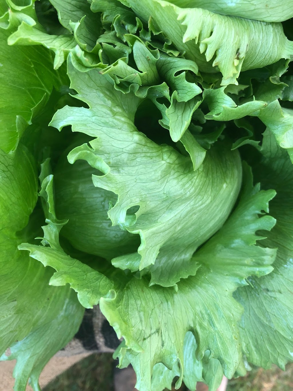 Root Renaissance Farm | 1700 Grafton Ave, Errington, BC V0R 1V0, Canada | Phone: (604) 825-8500