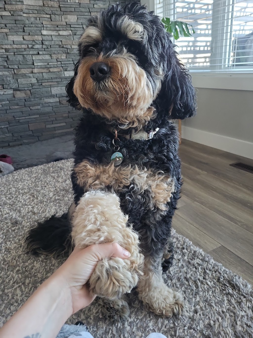 CD Pet Care | 23 Krause Crescent, Red Deer, AB T4P 3V2, Canada | Phone: (403) 352-7155